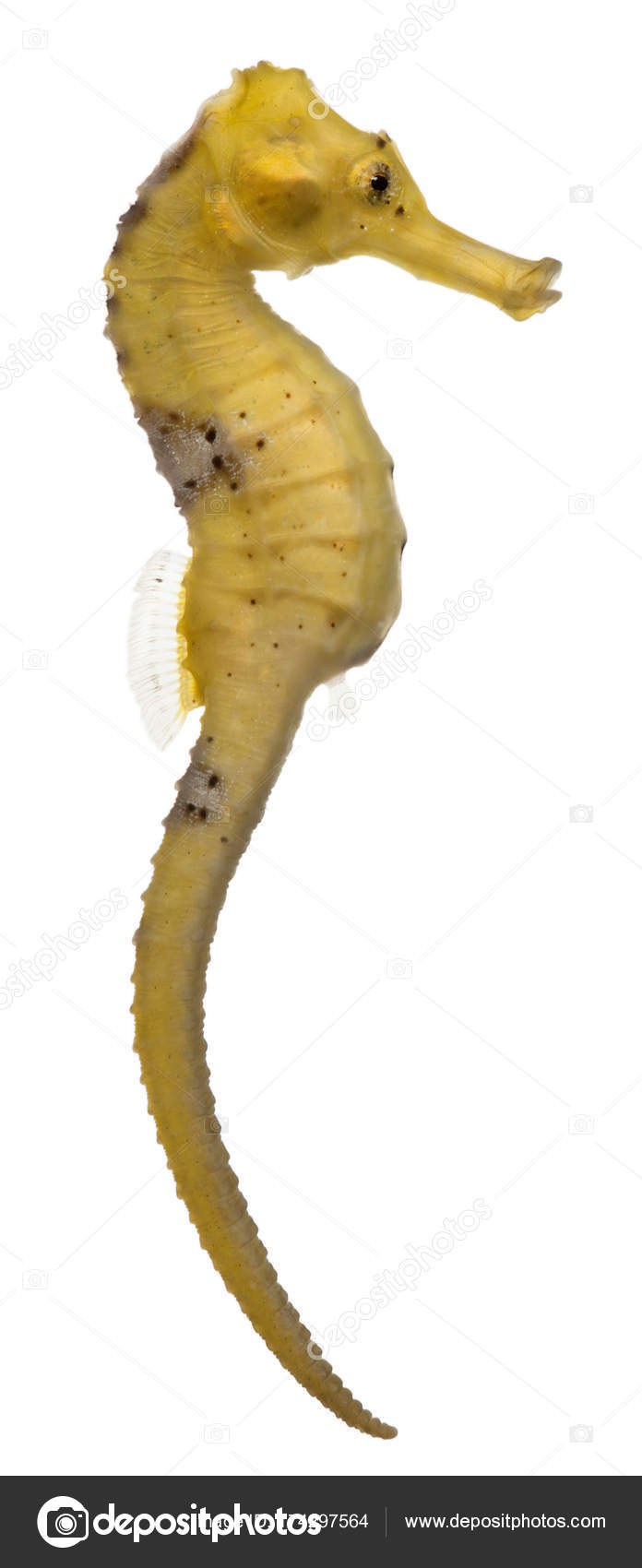 Longsnout cavalo-marinho ou Slender cavalo-marinho, Hippocampus reidi  amarelado, na frente de fundo branco fotos, imagens de © lifeonwhite  #174297564